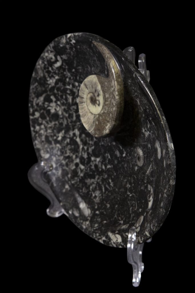 Black Ammonite and Orthoceras 7" Tray