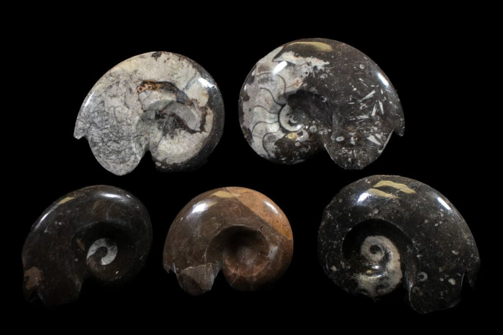 Ammonite Fossil Sculpture (Individual Piece)