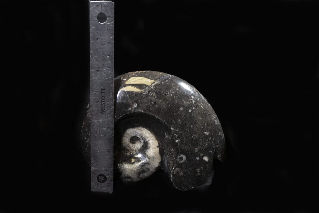 Ammonite Fossil Sculpture (Individual Piece)