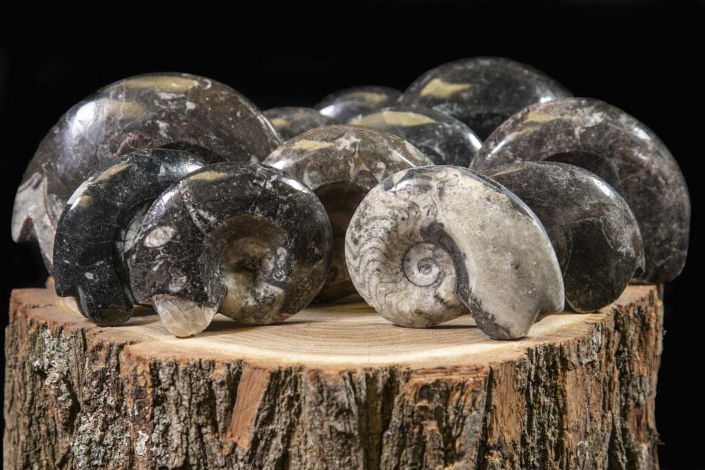 Carved Ammonite Fossil