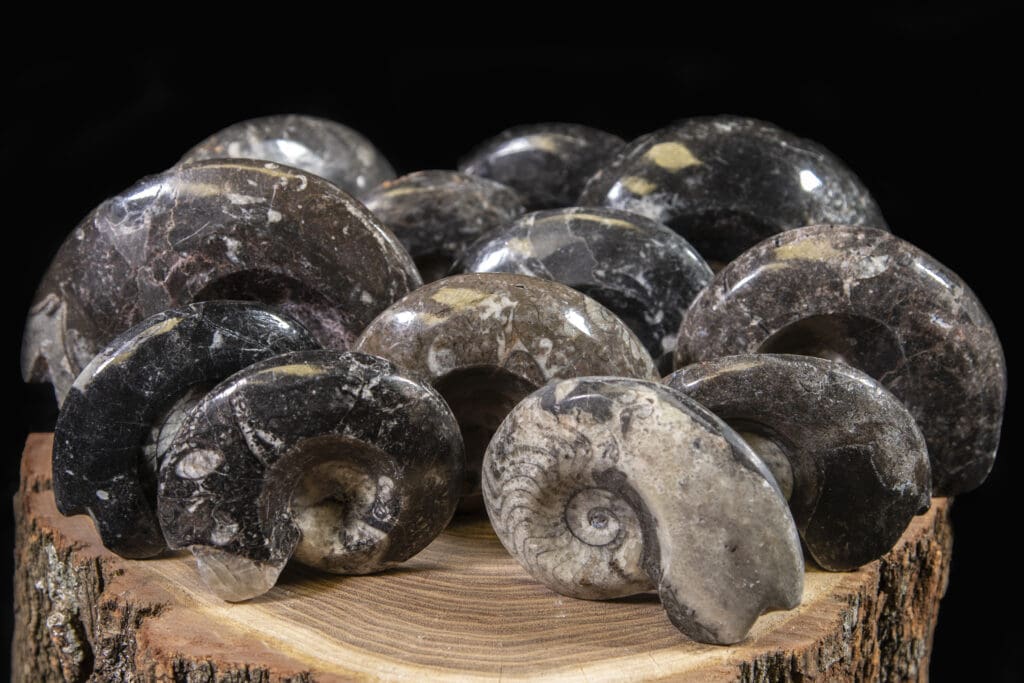 Carved Ammonite Fossil