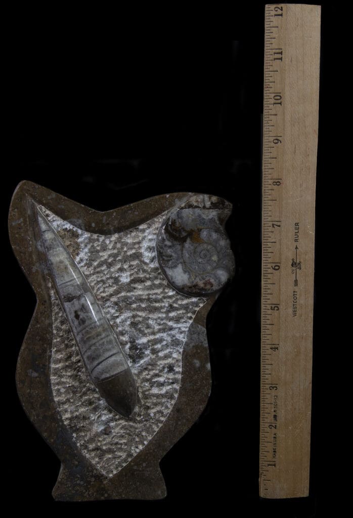 Brown Ammonite and Orthoceras Plaque with Border and Stand