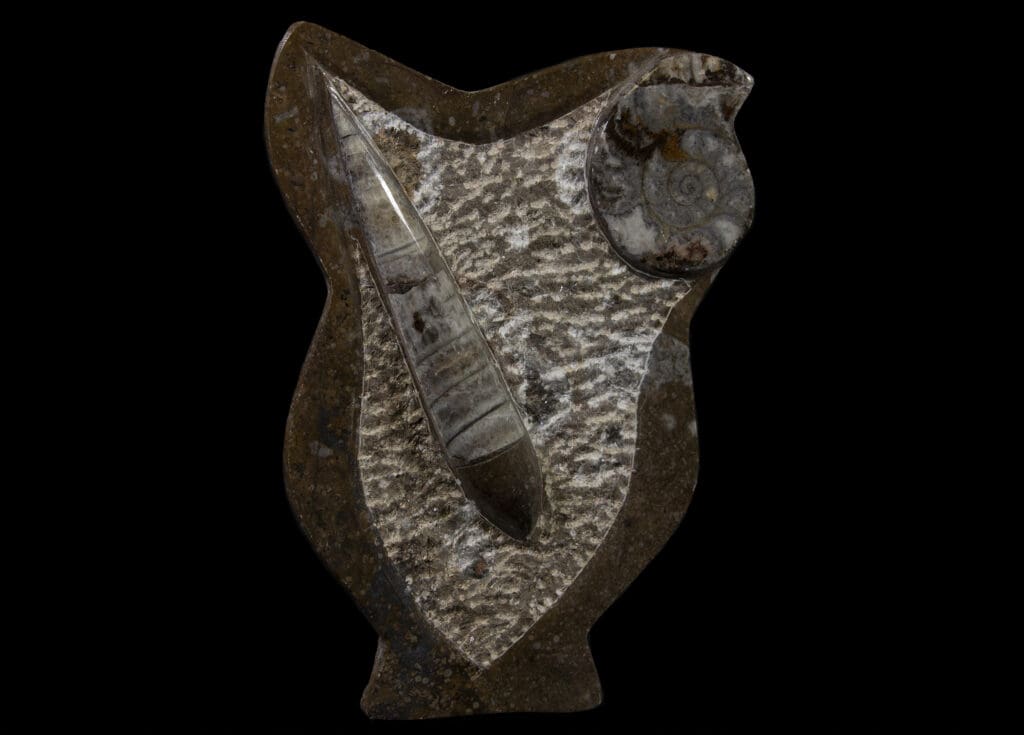 Brown Ammonite and Orthoceras Plaque with Border and Stand