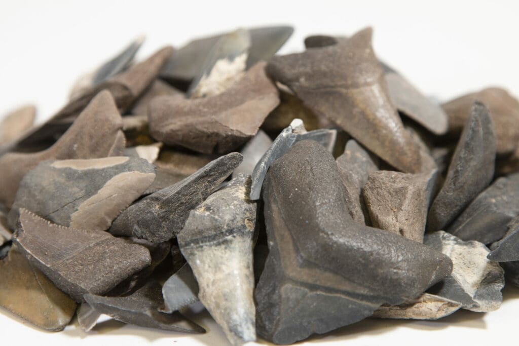 Three Pack of Megalodon Tooth Fragments