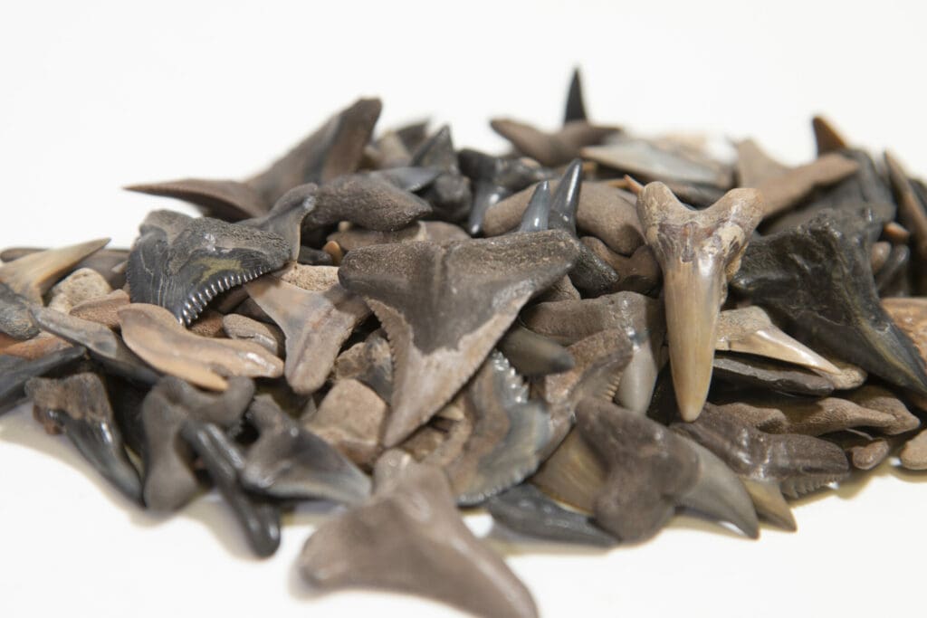 Florida Shark Tooth Three pack