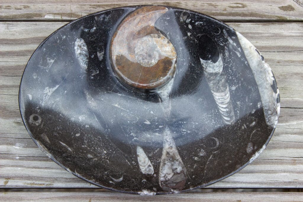 Ammonite/Orthoceras oval dish