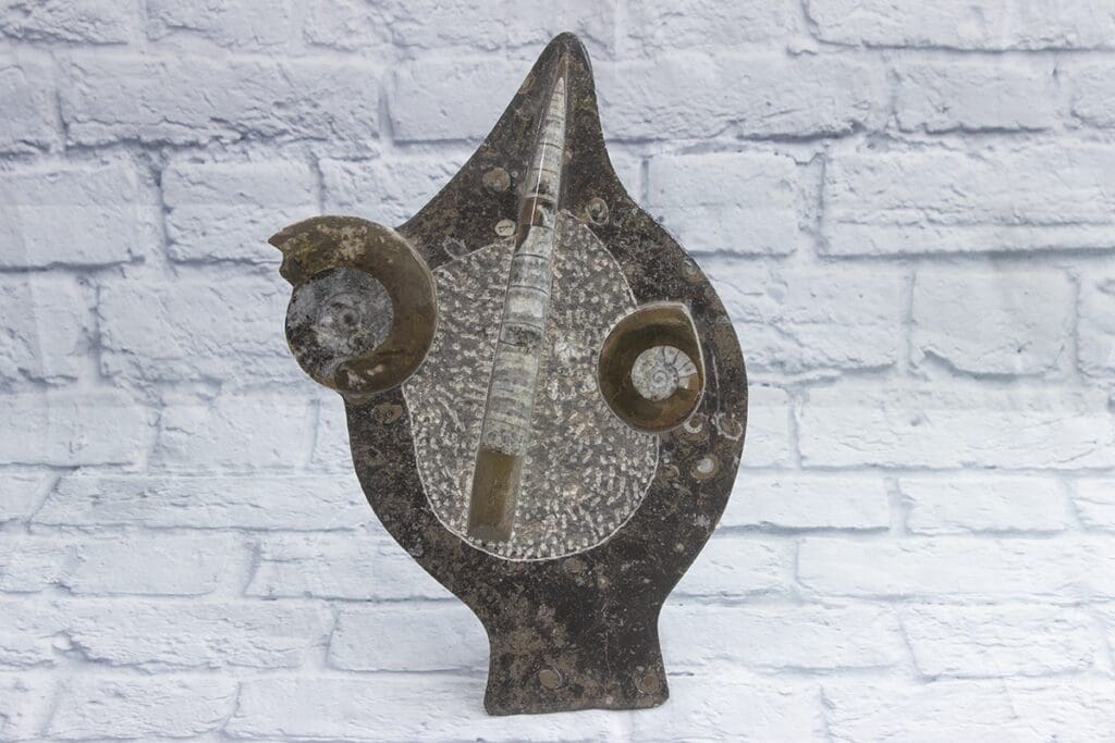 Large Brown Ammonite/Orthoceras with stand