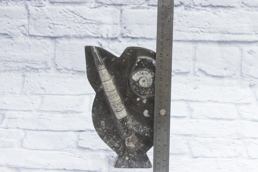 Black Ammonite/Orthoceras stand