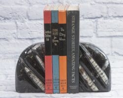 Large Round Orthoceras Bookends