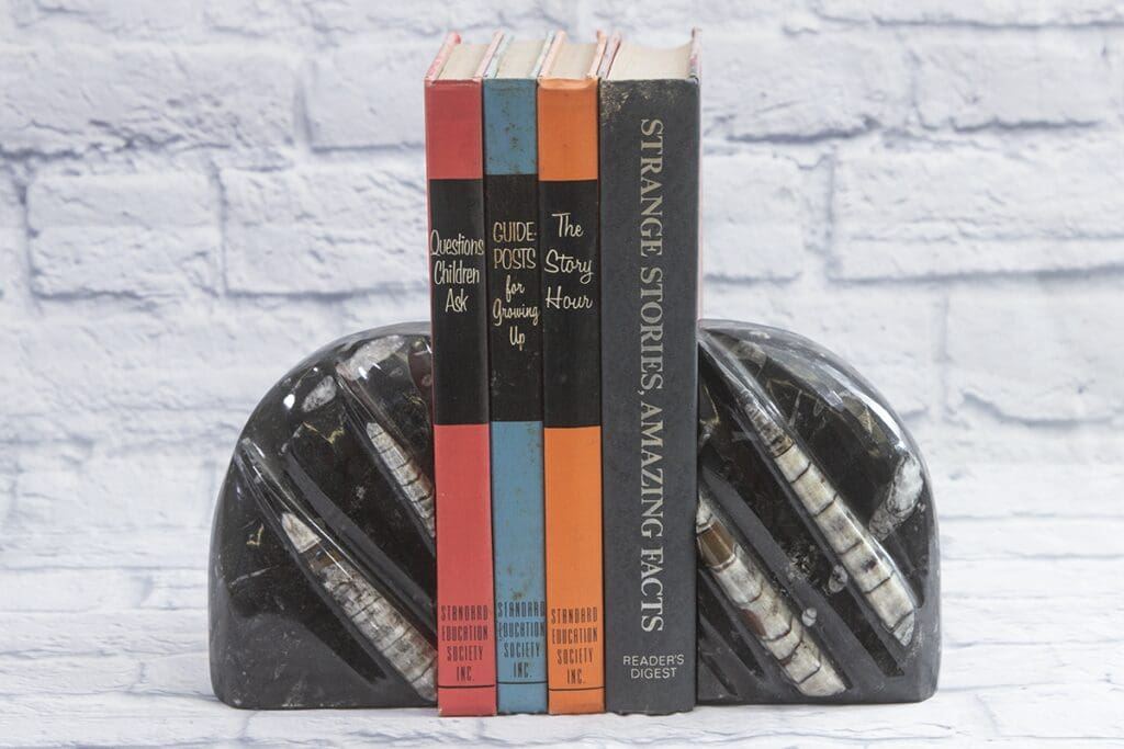 Large Round Orthoceras Bookends
