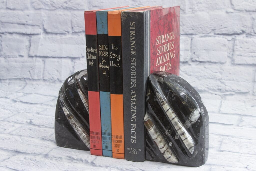 Large Round Orthoceras Bookends