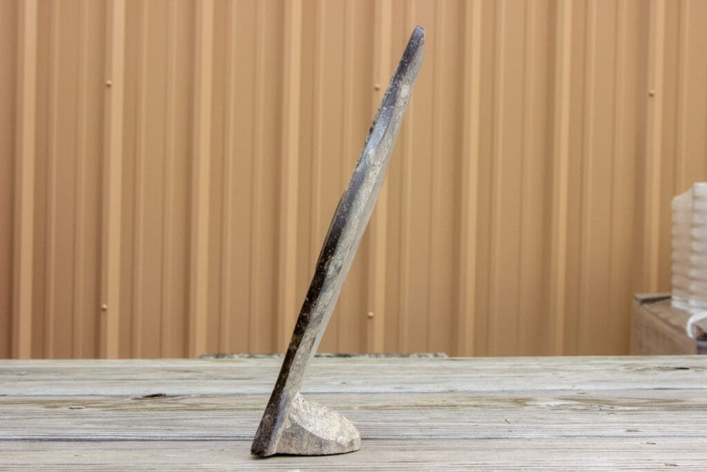 Large Brown Ammonite/Orthoceras with stand