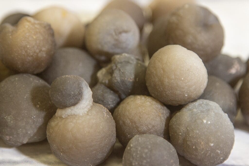 3 Pack Womb Balls, Botryoidal Chalcedony Nodules
